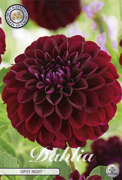 Dahlia Pompon Gipsy Night 1-pakning NYHET